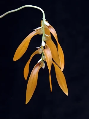 Bild von Bulbophyllum tripudians 6